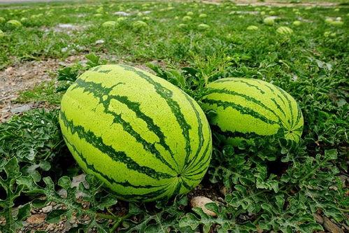 吃瓜大赛每日聚集地,揭秘吃瓜大赛每日聚集地的热门焦点