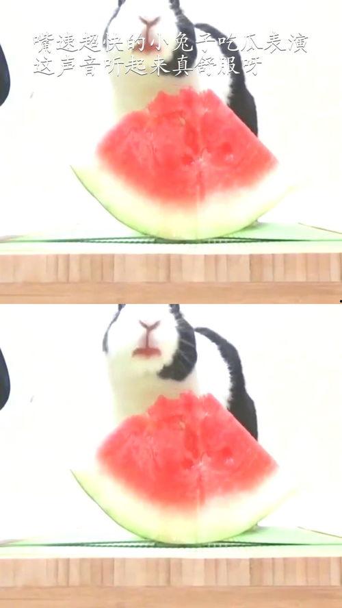 娱乐吃瓜小金鱼小说,小金鱼吃瓜记