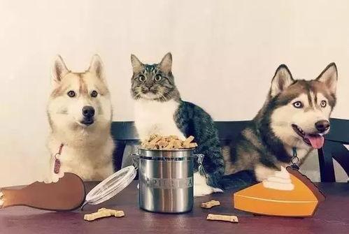 走近科学小狗长大娱乐吃瓜酱,揭秘小狗长大娱乐吃瓜酱背后的秘密